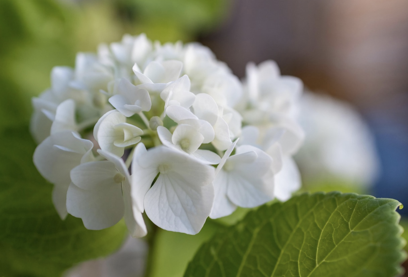 Магия консервации: исчерпывающее руководство по засушиванию гортензии