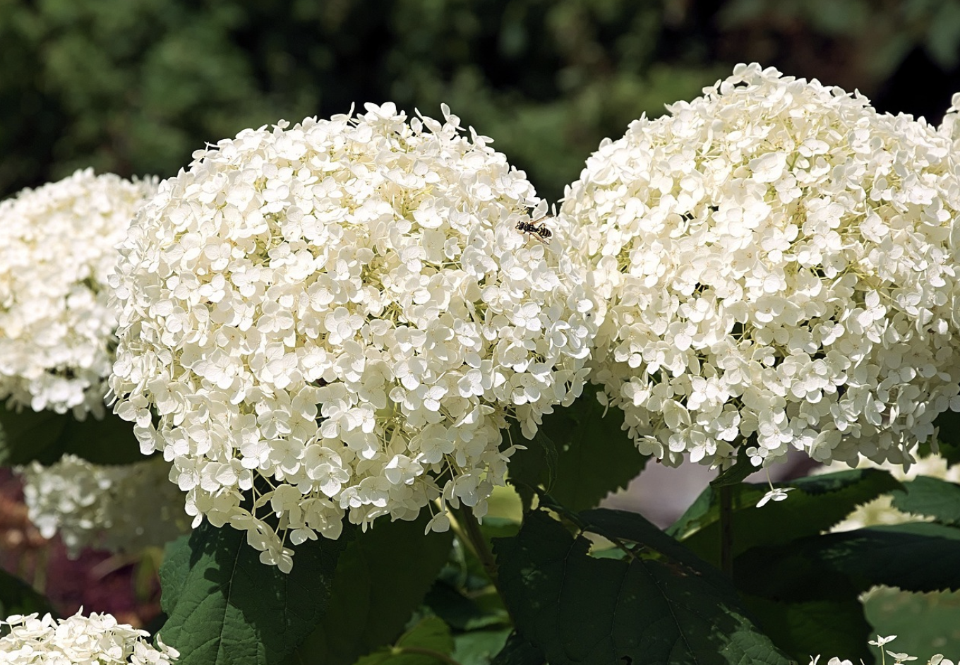 Между пышностью и кашей: ключевые ошибки в составлении букета с гортензией